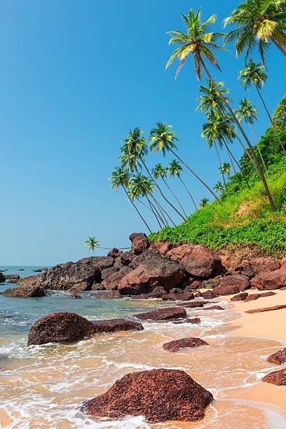 A Goan beach with laterite boulders in the surf and coconut palms leaning over the sand