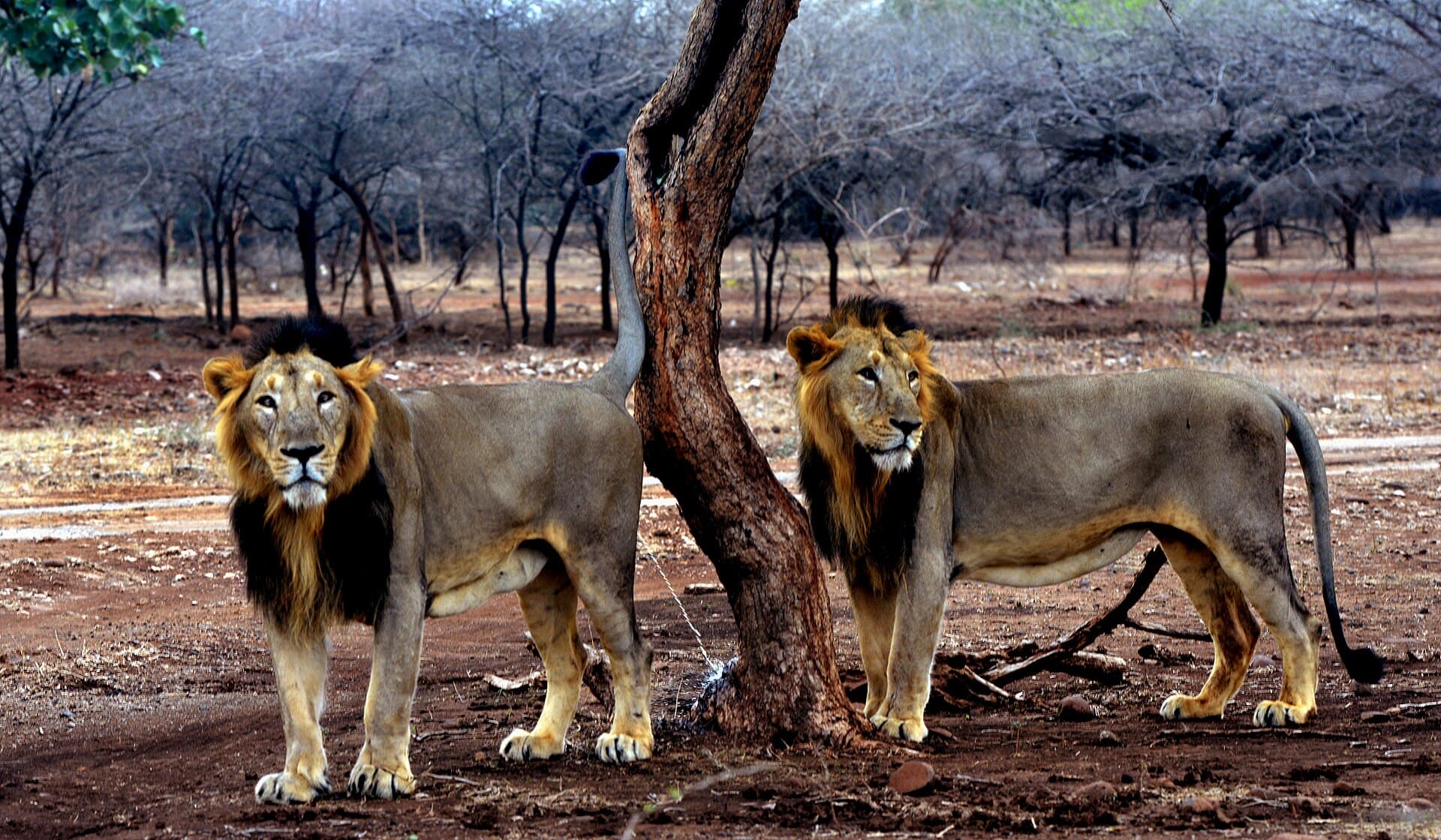 Two Asiatic lions standing among dry teak trees in Gir National Park, Gujarat